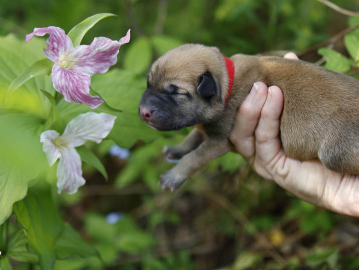 chinook puppy